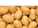 High Quality Fresh Potato From Pakistan 